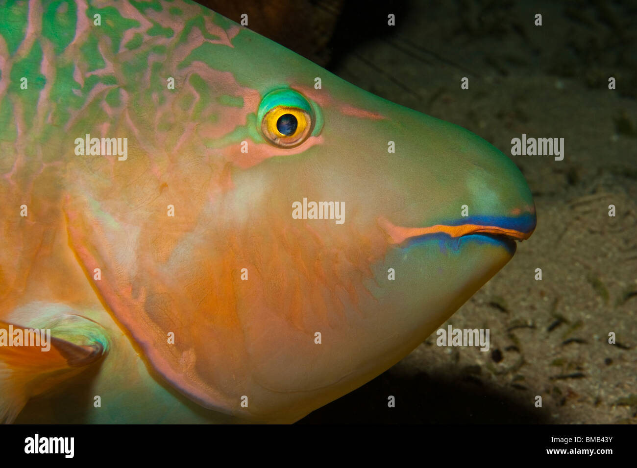 Rusty Parrot Fish (Scarus ferrugineus Stock Photo Alamy