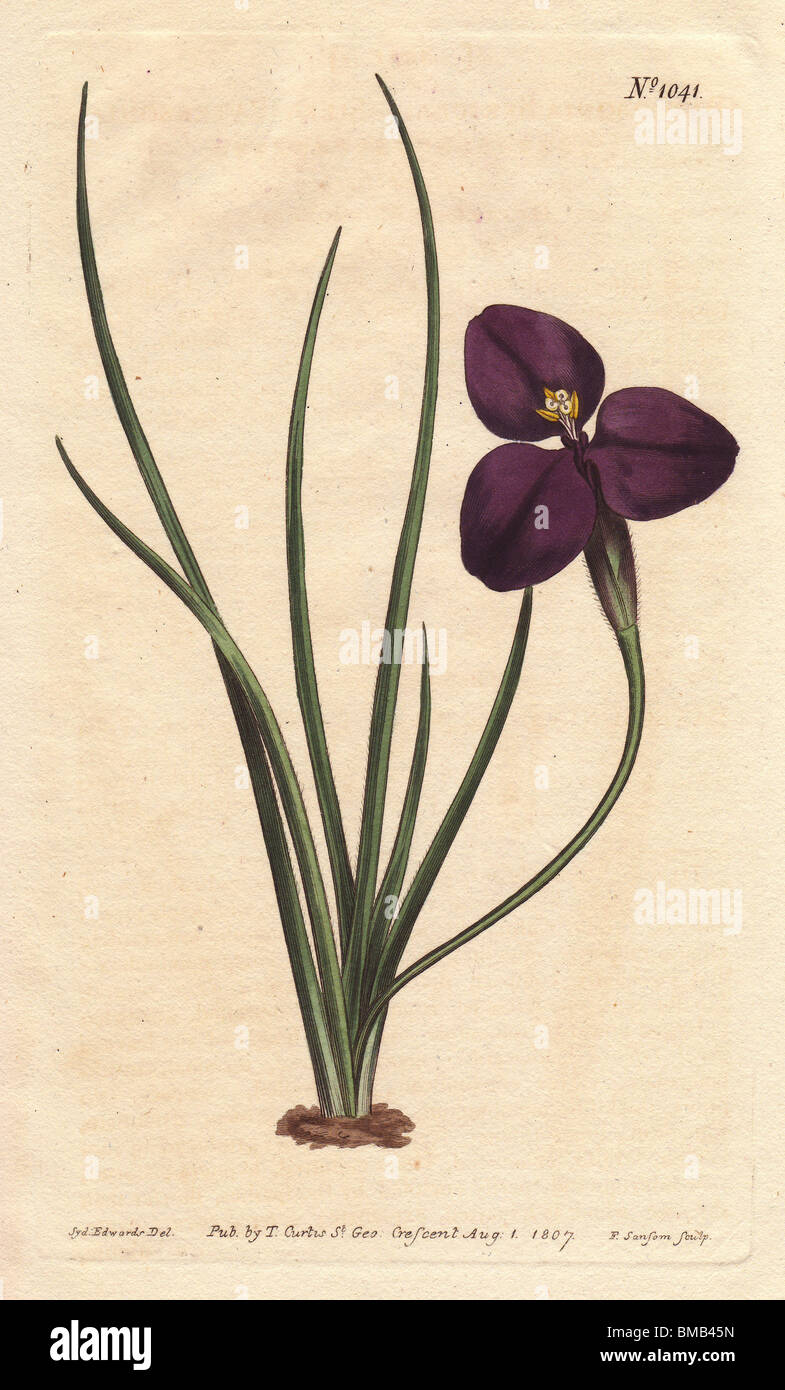 Silky patersonia with dark purple flower. A native of Australia.  Patersonia sericea Stock Photo
