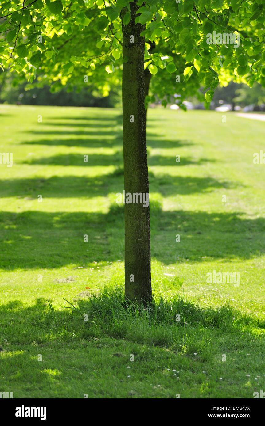 Great tree of kensington hires stock photography and images Alamy
