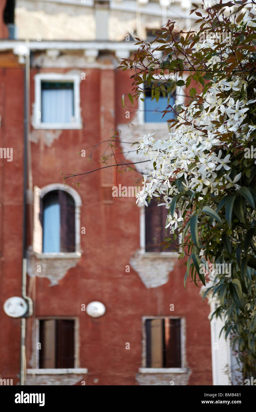 White clematis flowers in Venice, Italy Stock Photo Alamy