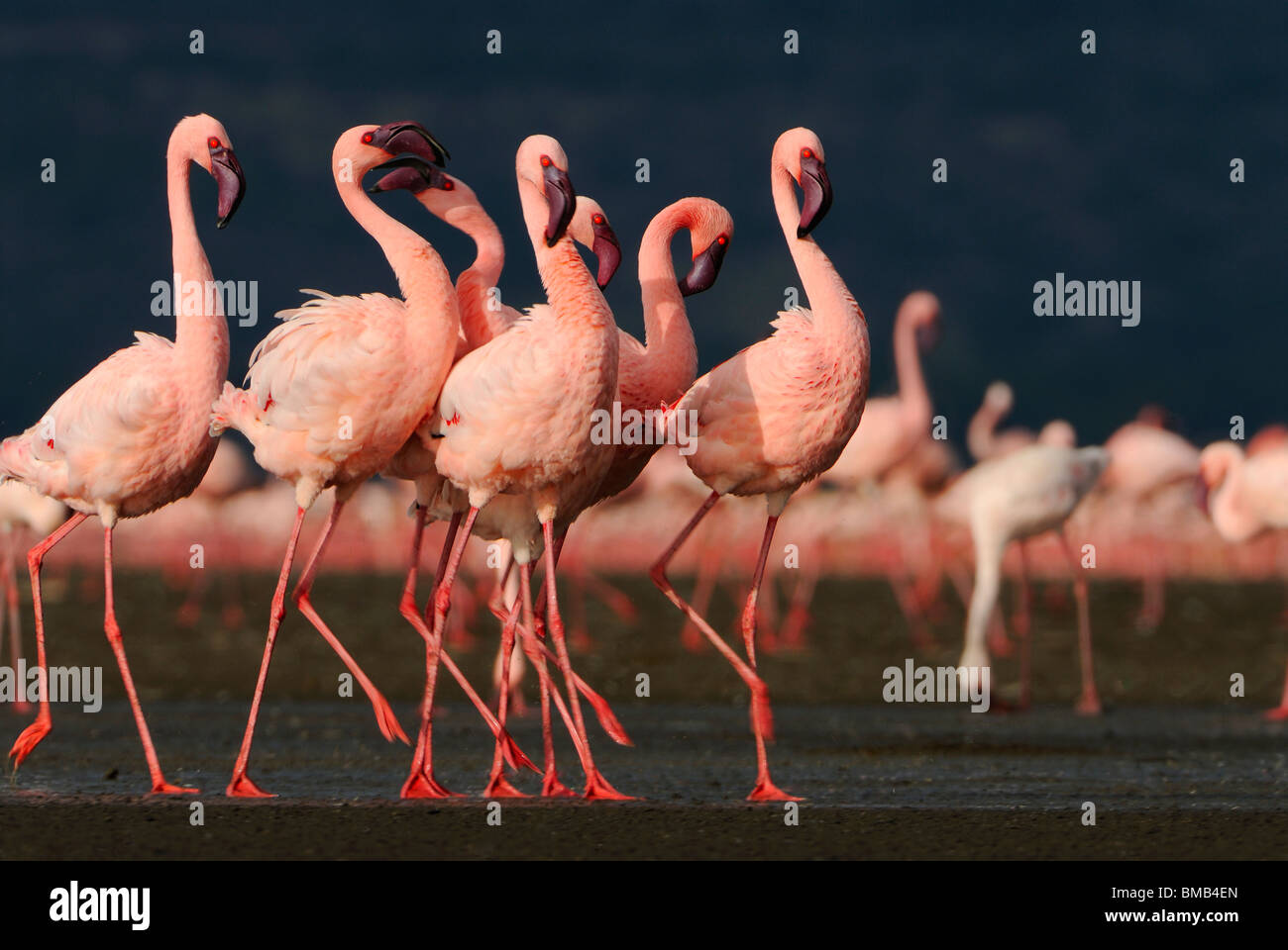 Lesser flamingos (Phoeniconaias minor), Lake Nakuru National Park, Kenya, Africa Stock Photo