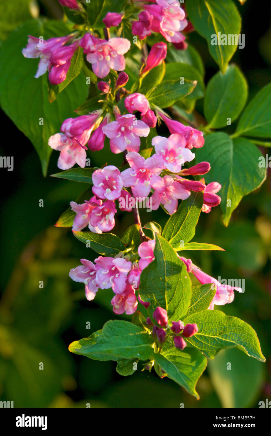 Deutzia shrub hires stock photography and images Alamy