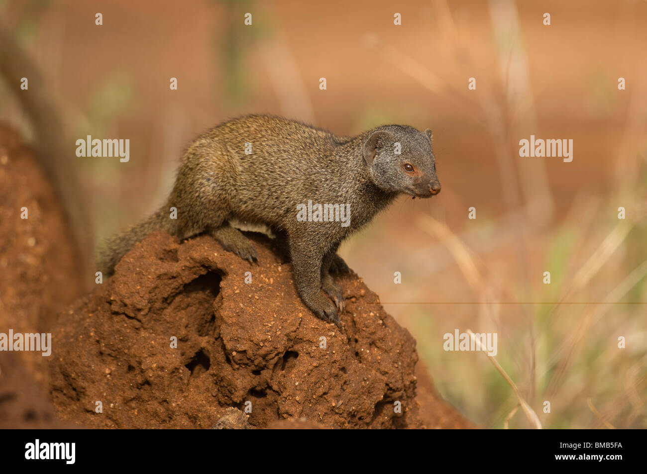 Dwarf mongoose ( Helogale hirtula) at its den in a termite mound ...