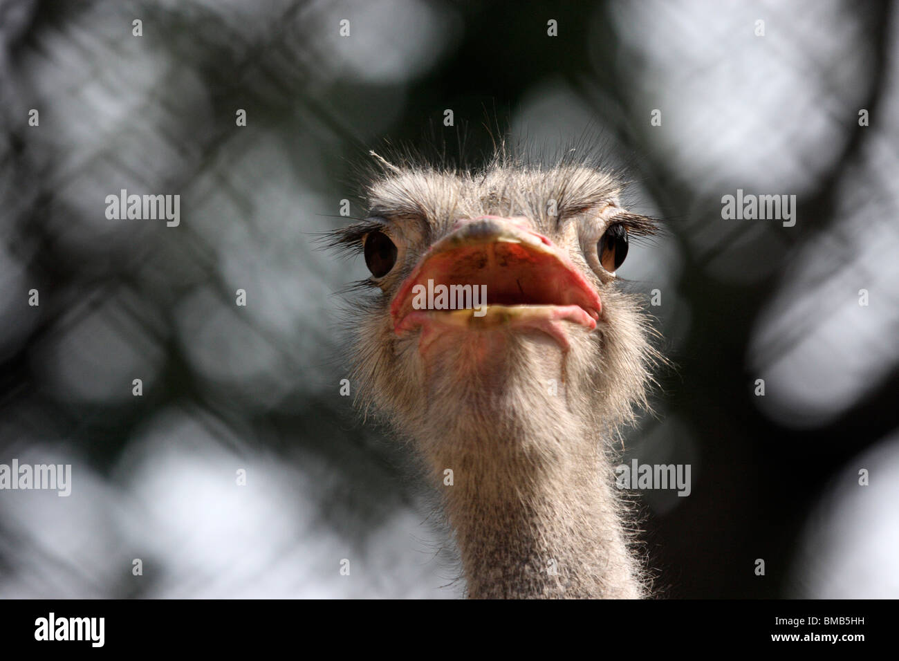 head shot of an ostrich Stock Photo
