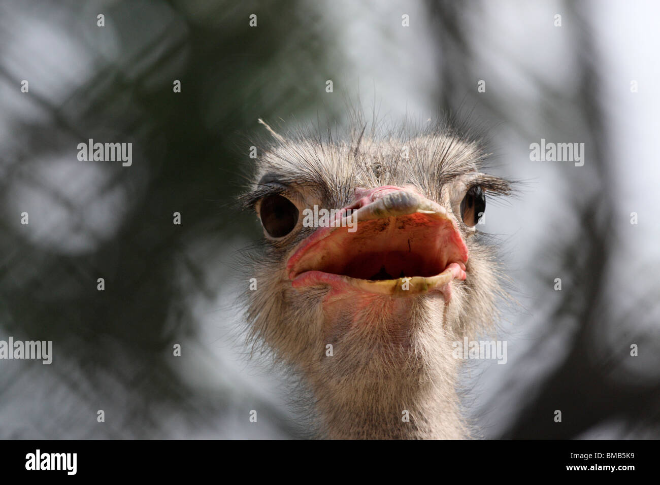 head shot of an ostrich Stock Photo