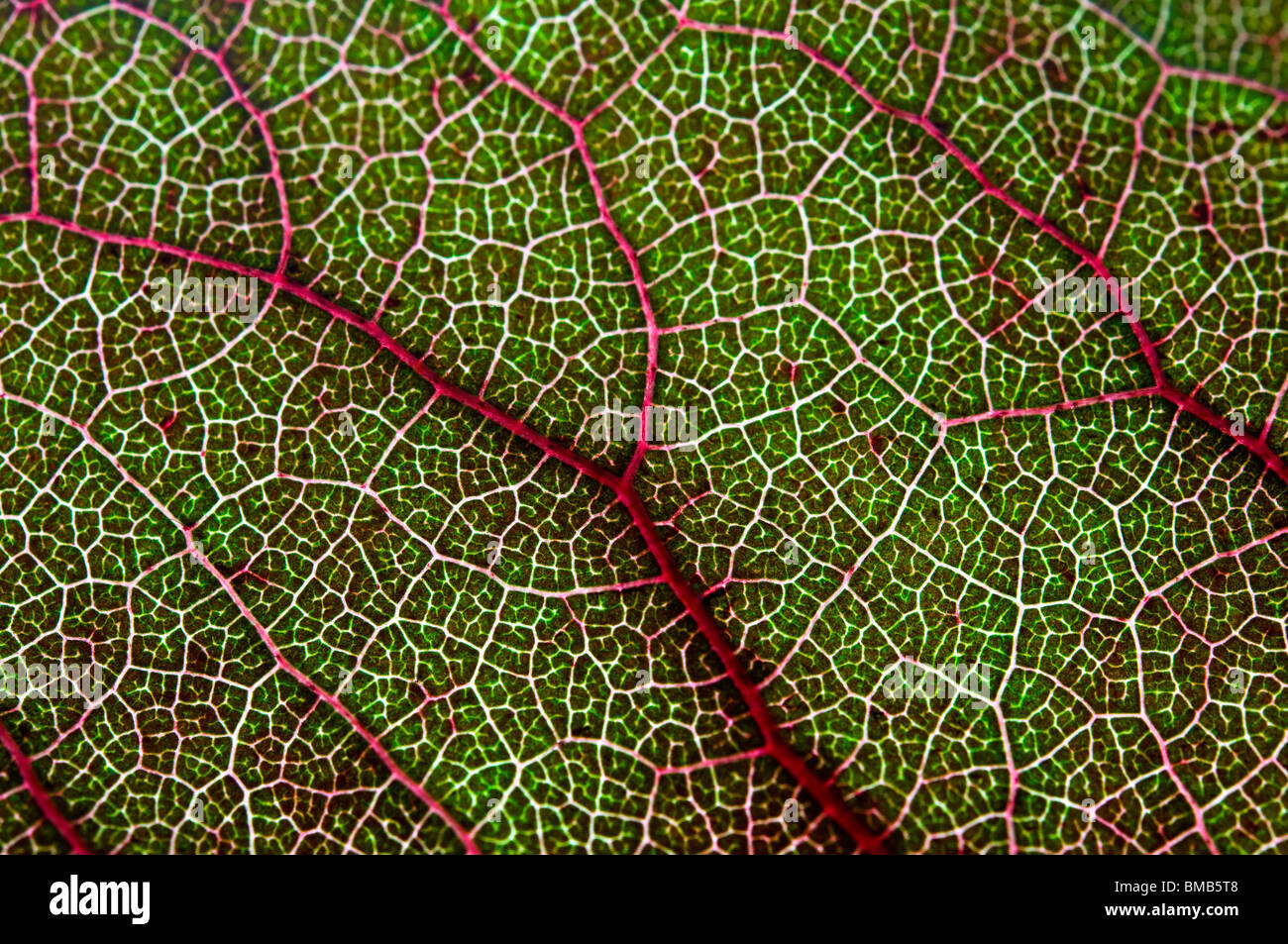 Macro shot of a leaf Stock Photo