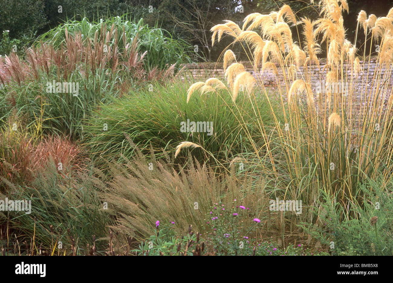 Border with Grasses, Cortaderia fulvida, Autumn garden gardens plant plants borders Stock Photo