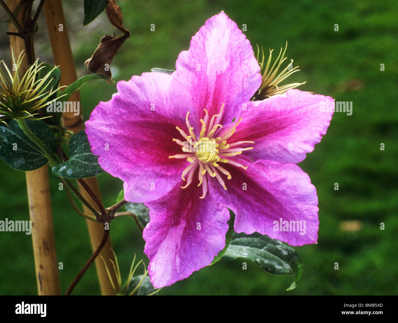 Clematis 'Piilu' pink flower flowers climbing garden plant plants Stock Photo