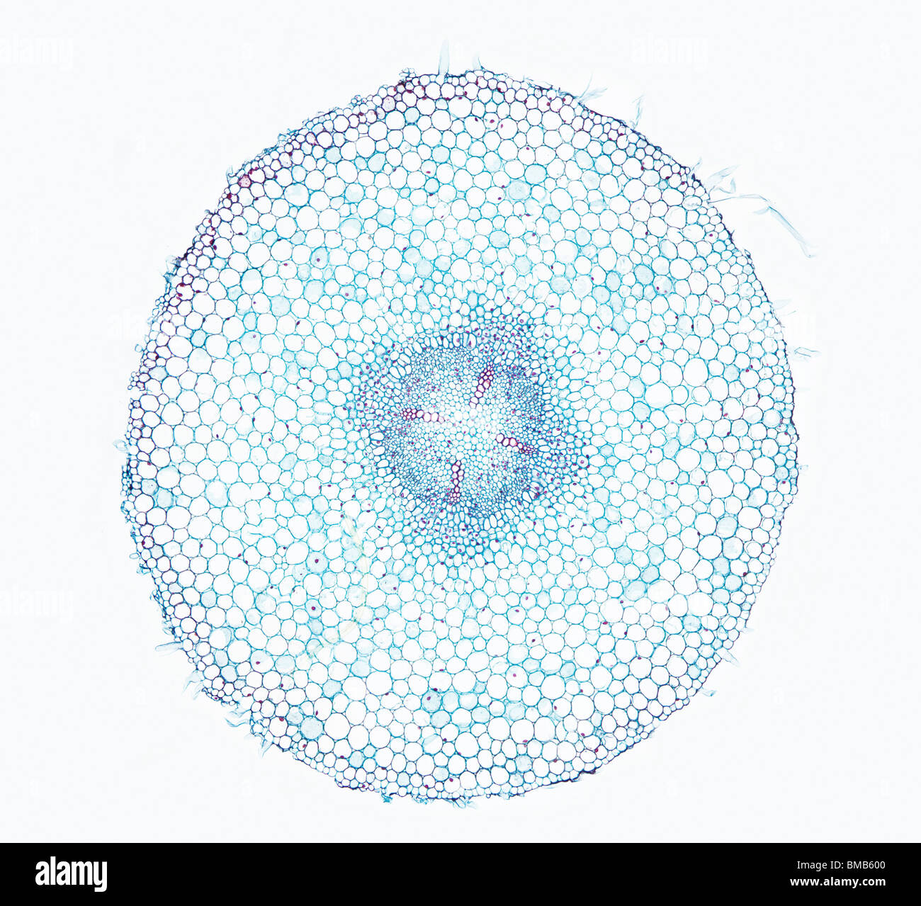 Vicia Faba, young root, cross section Stock Photo