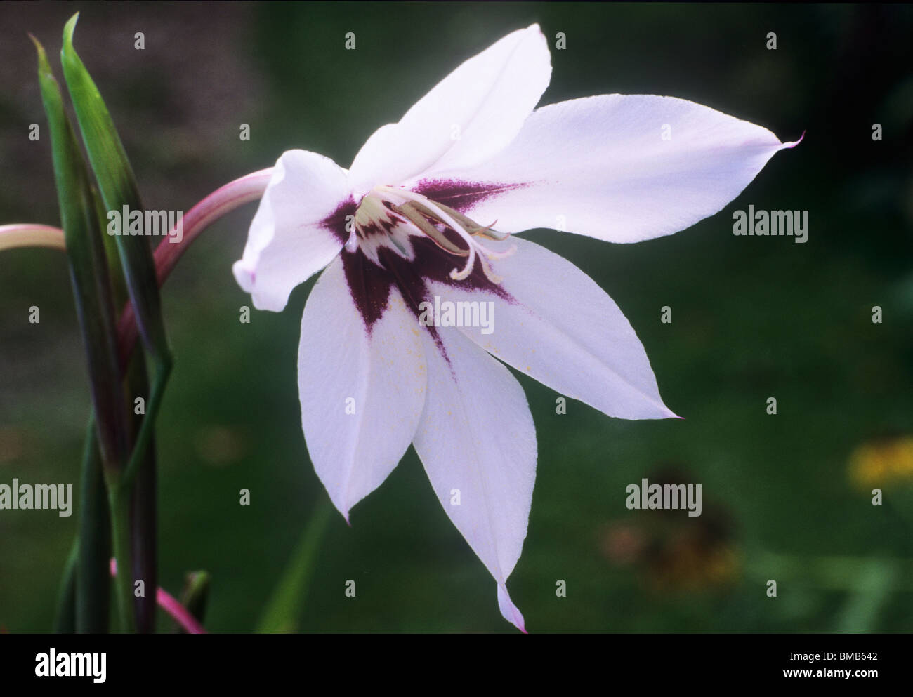 Gladiolus callianthus 'Murieliae', syn Acidanthera white flower flowers garden plant plant Stock Photo