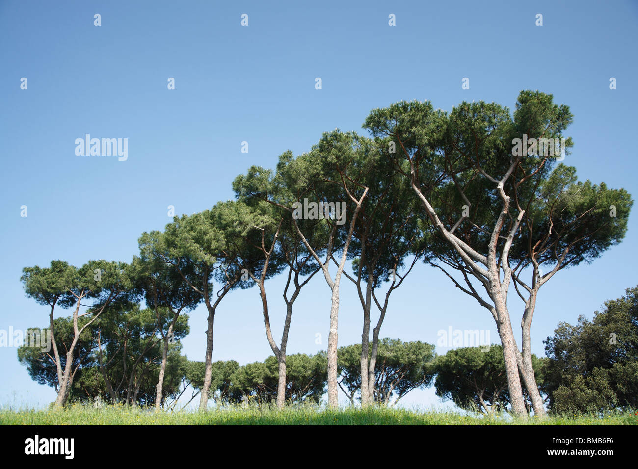 Pine trees, Rome, Italy Stock Photo