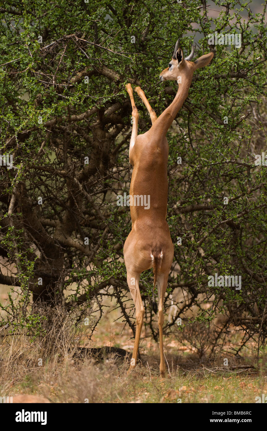 Gerenuk eat hi-res stock photography and images - Alamy