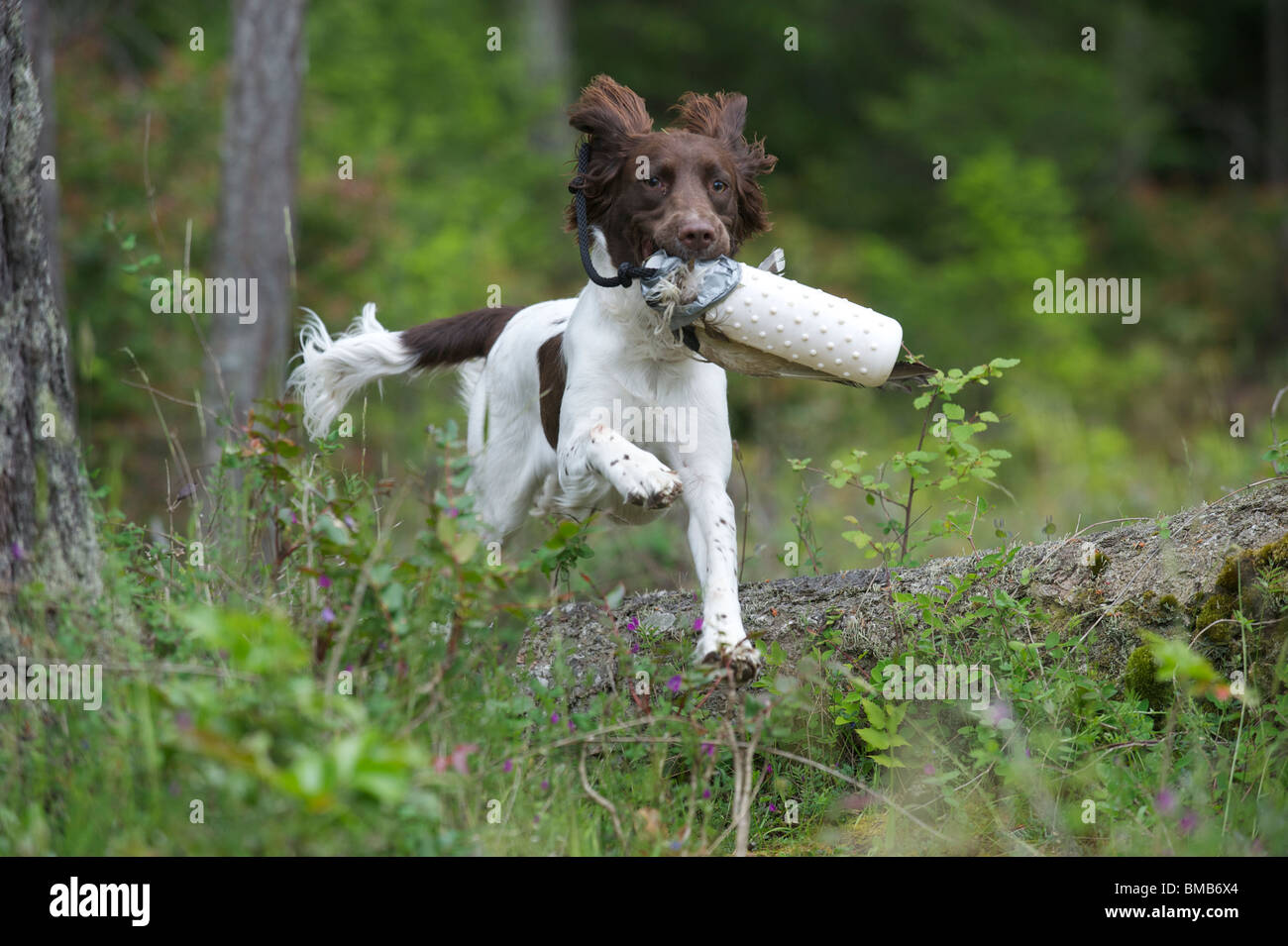 Springer Spaniel (Pippin) gundog training with dummy, Gabriola ...