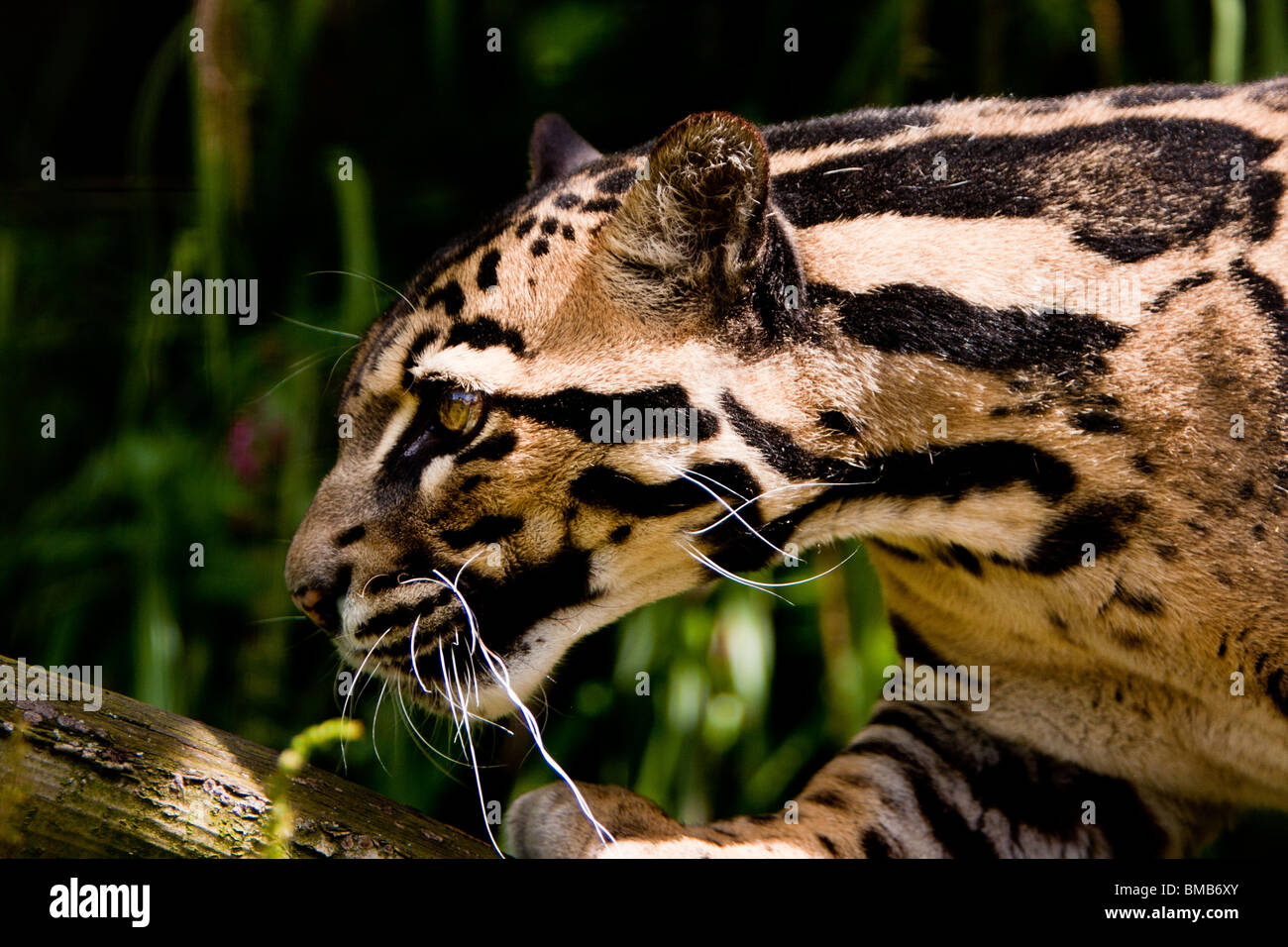 Bornean Clouded Leopard Wallpaper — free download