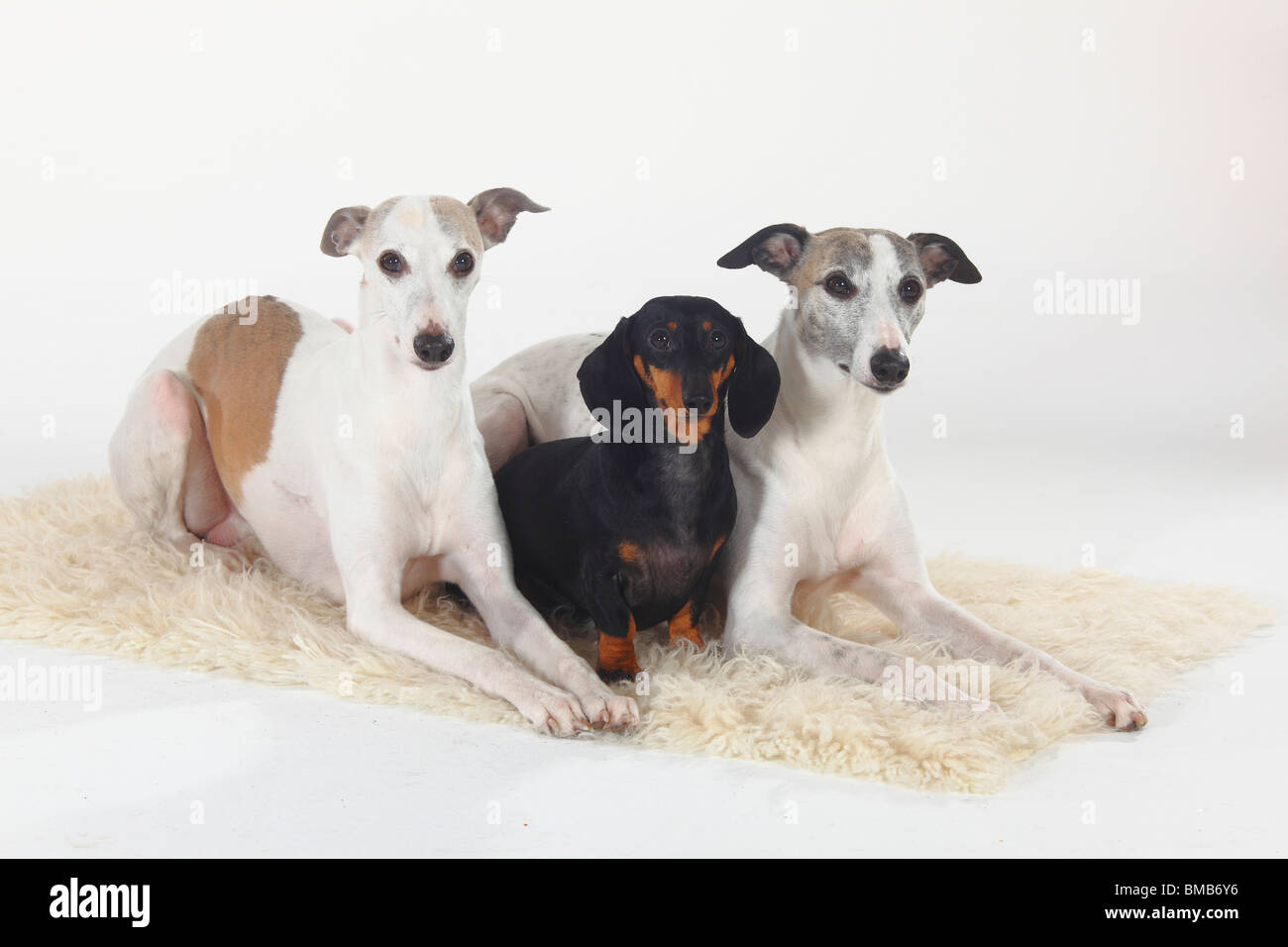 Smooth-haired Dachshund and Whippets Stock Photo