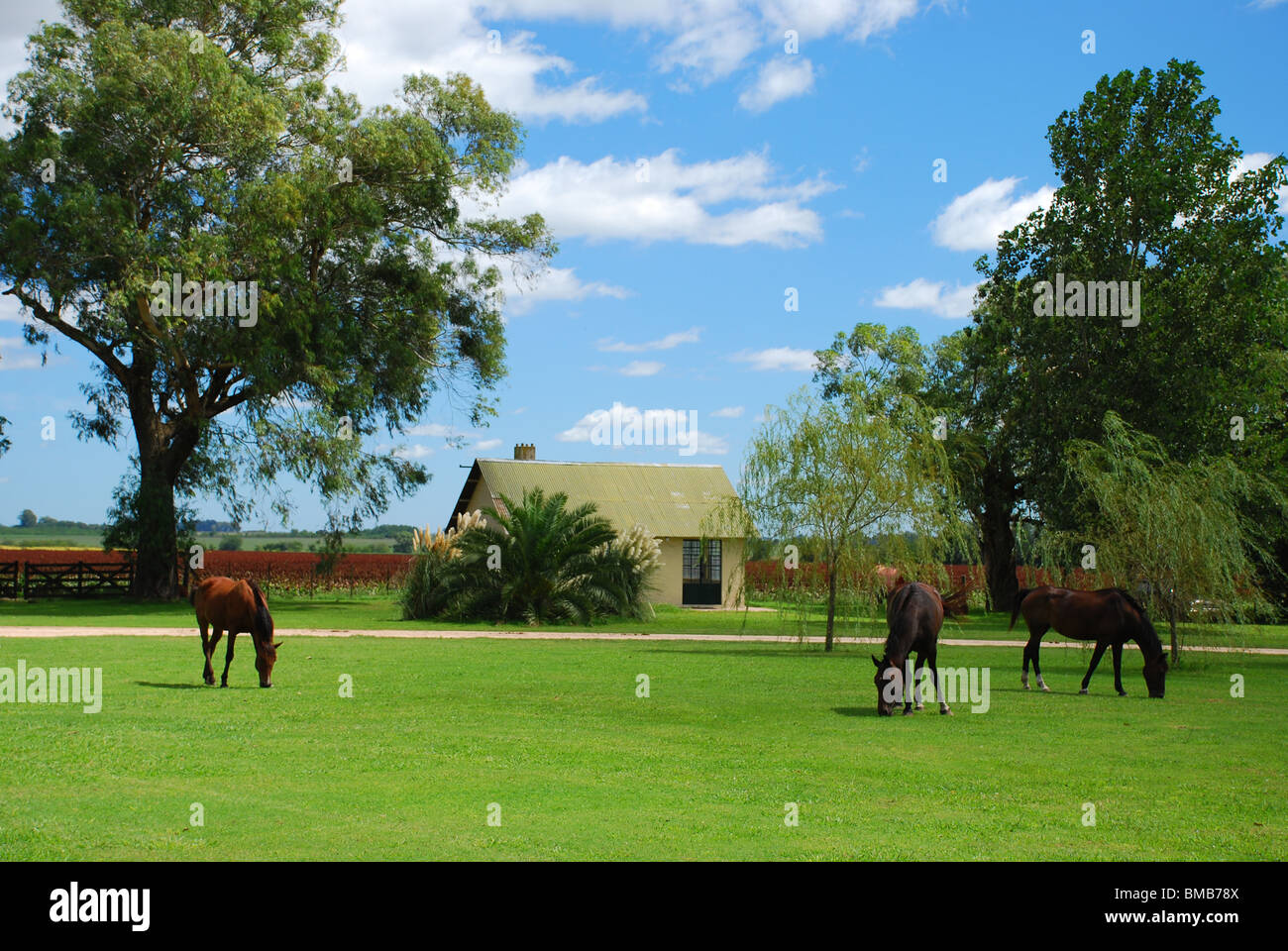 Three horses grazing on a lush green paddock in front of a small cabin
