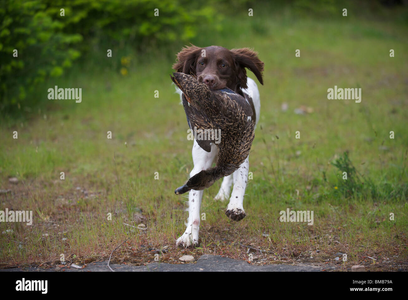 How To Train A Duck Dog