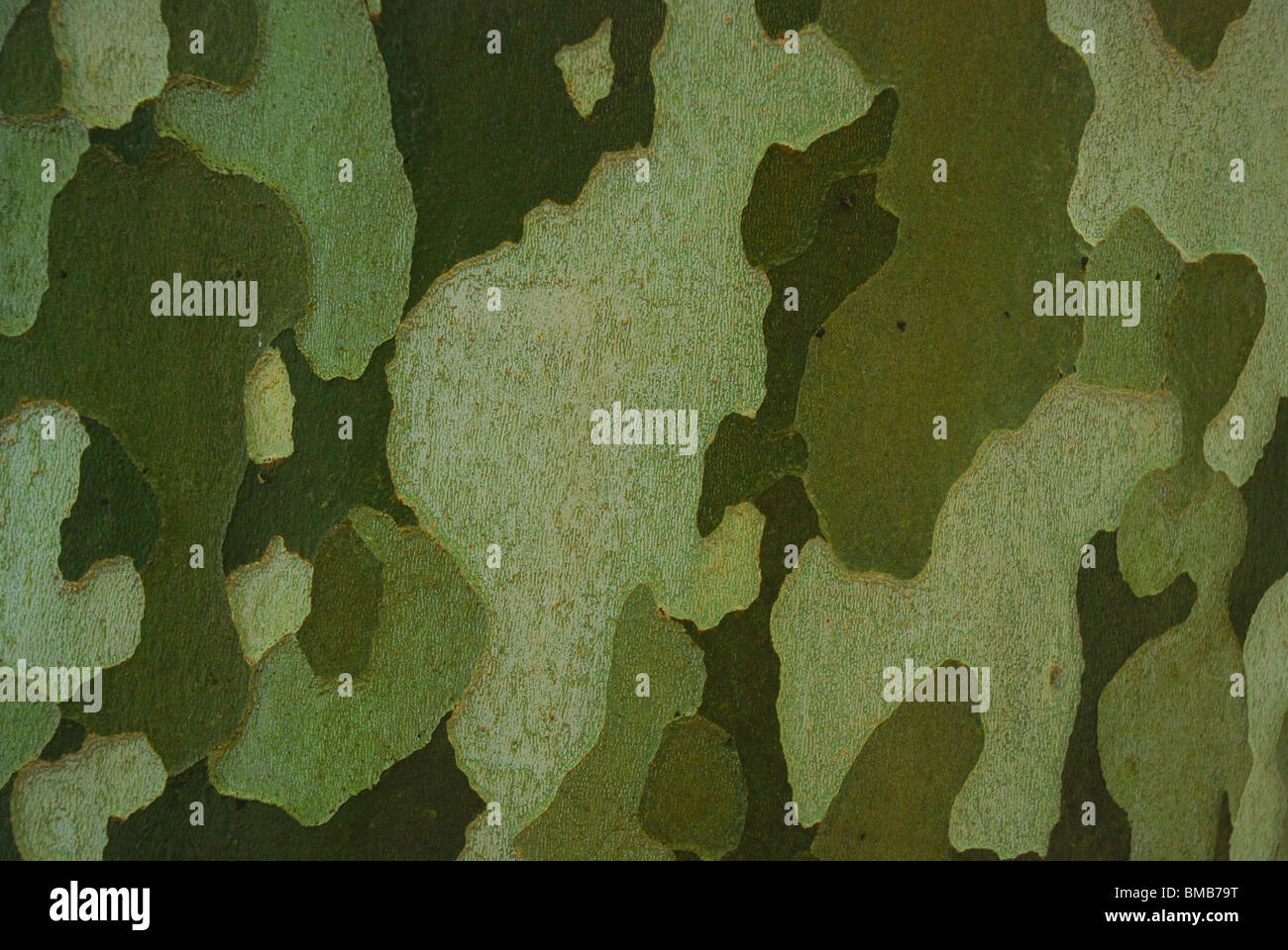 Camouflage bark close up tree hires stock photography and images Alamy