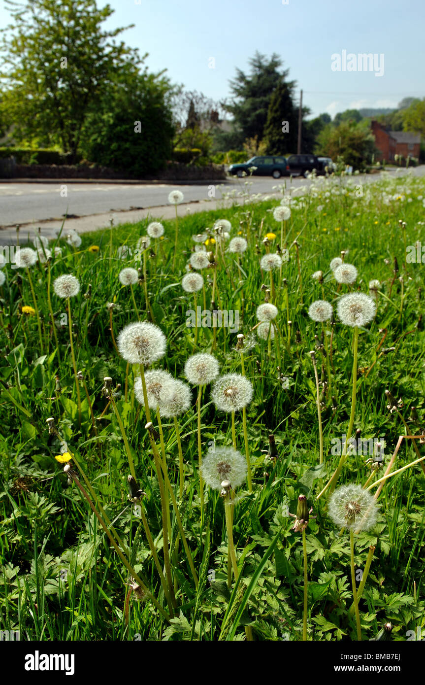 Roadside dandelions gone to seed Stock Photo