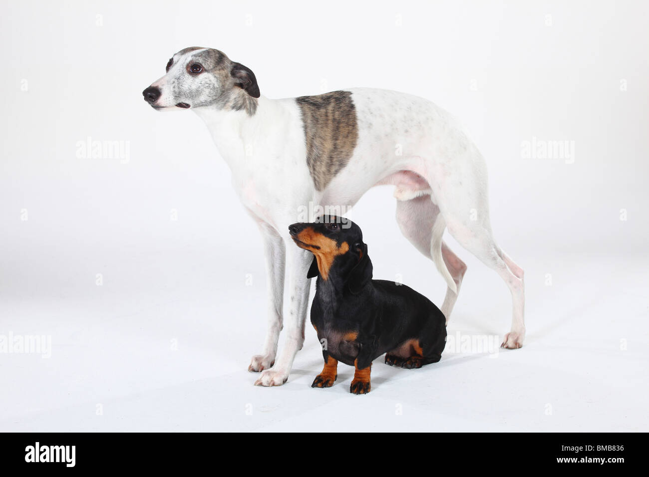 Smooth-haired Dachshund and Whippet Stock Photo