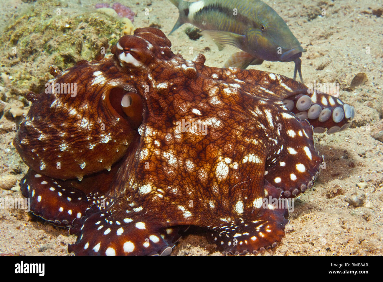 Common Octopus (Octopus vulgaris Stock Photo Alamy