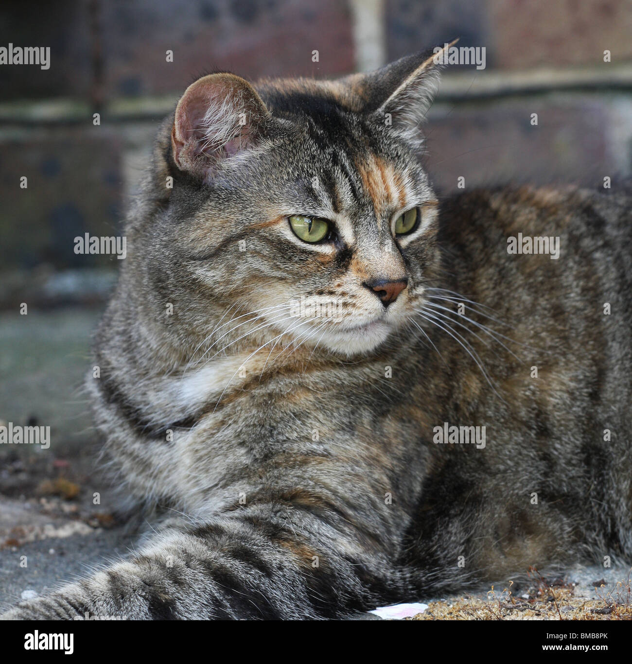 Portrait of a tabby cat lying in a garden Stock Photo - Alamy