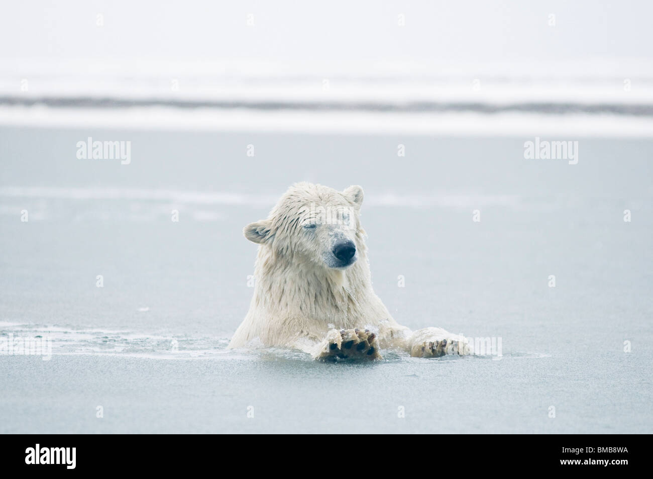 Young male polar bear playing in slushy water, Beaufort Sea off the Alaskan arctic coast Stock Photo