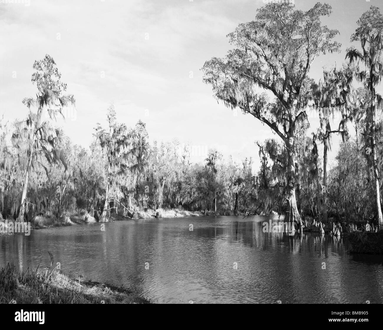 Peace River Southwestern Florida (early 1970's Stock Photo Alamy