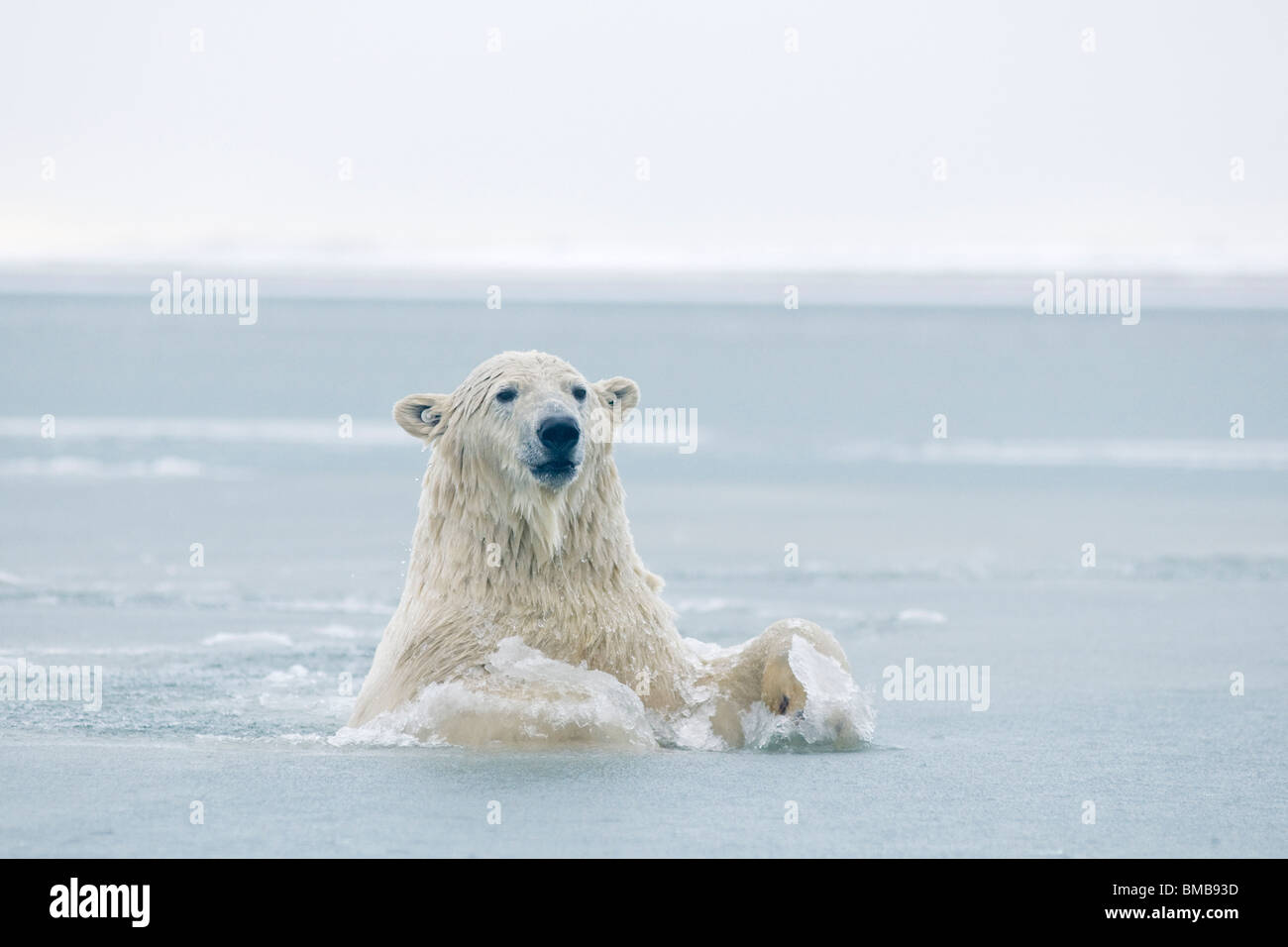 Young male polar bear playing in slushy water Beaufort Sea off the Alaskan arctic coast Stock Photo