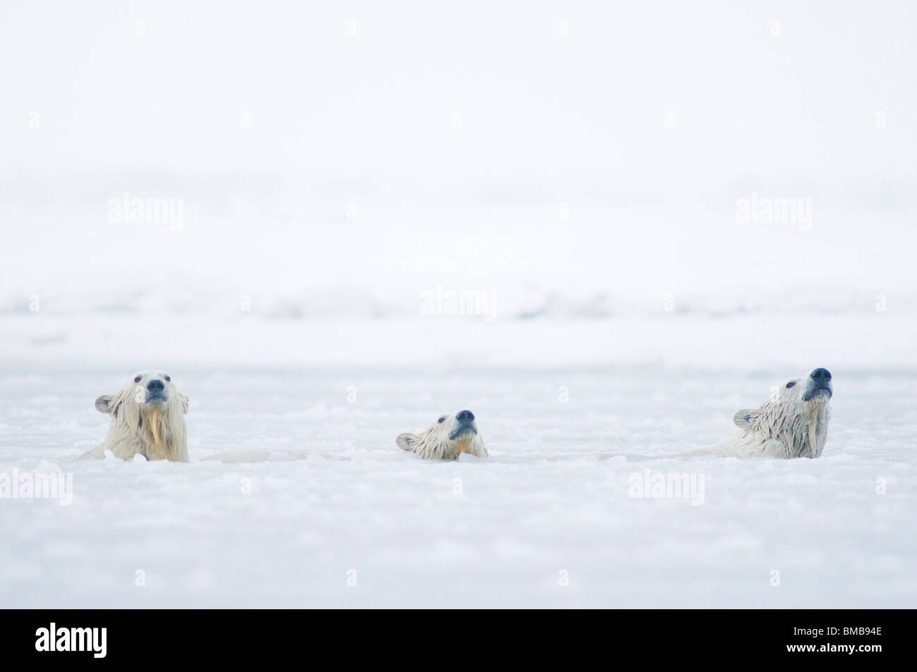 polar bears Ursus maritimus sow with a cubs swim swimming in water through an slushy lagoon during fall freeze up kaktovik barter island Alaska Stock Photo