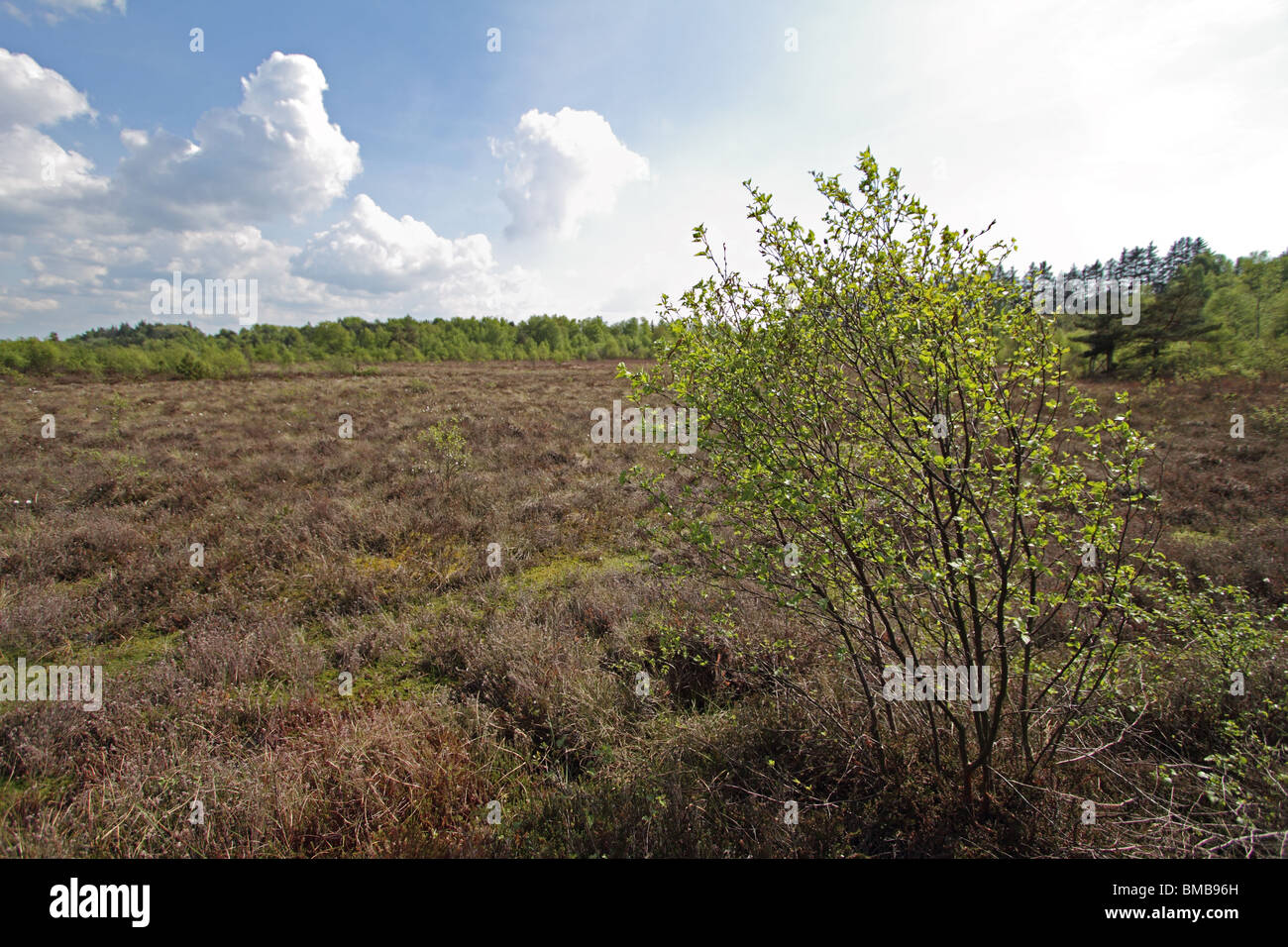 Raised bog - a habitat containing numerous rare insect species. Stock Photo