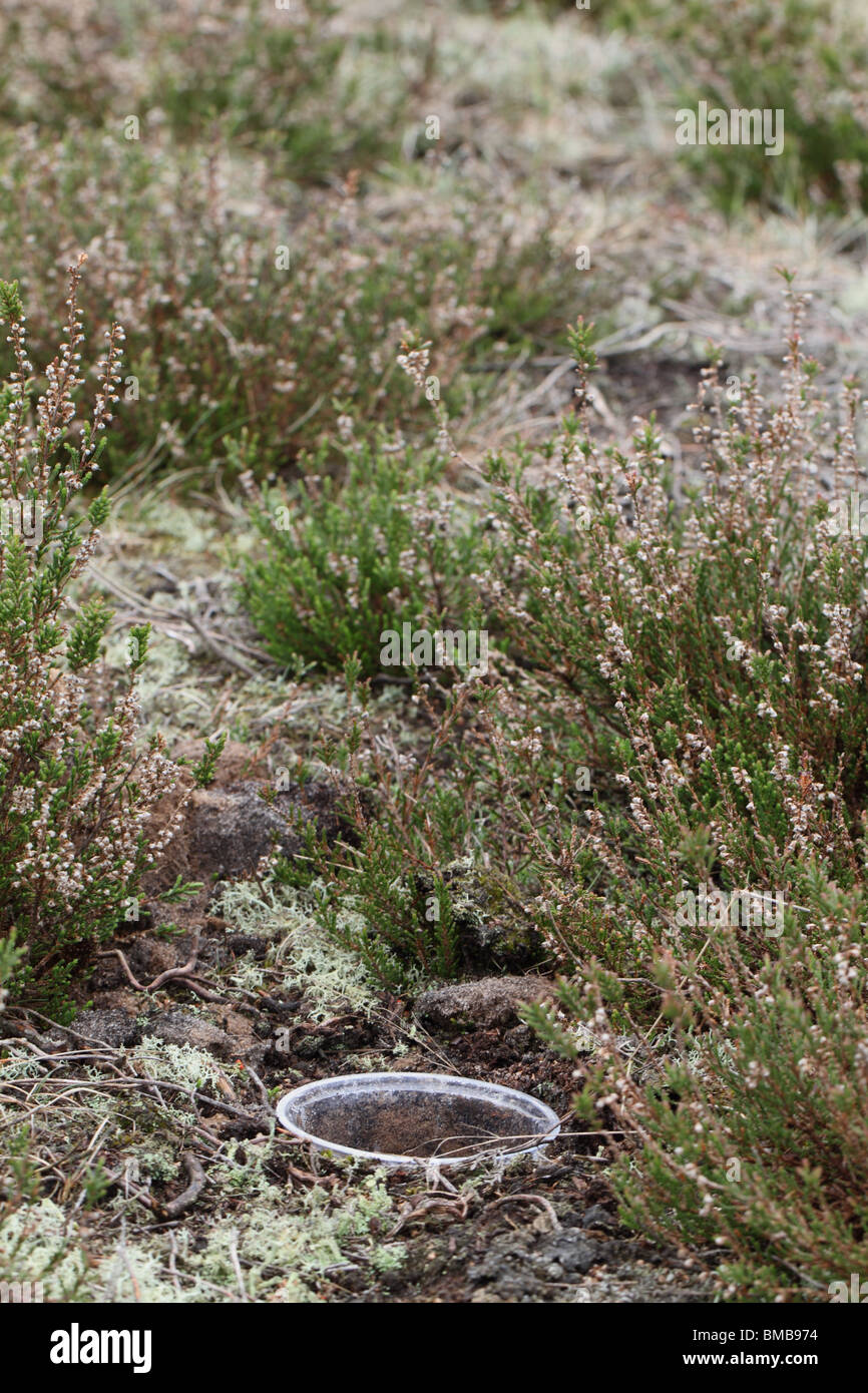 Pitfall trap used for capturing invertebrates, mainly beetles Stock Photo