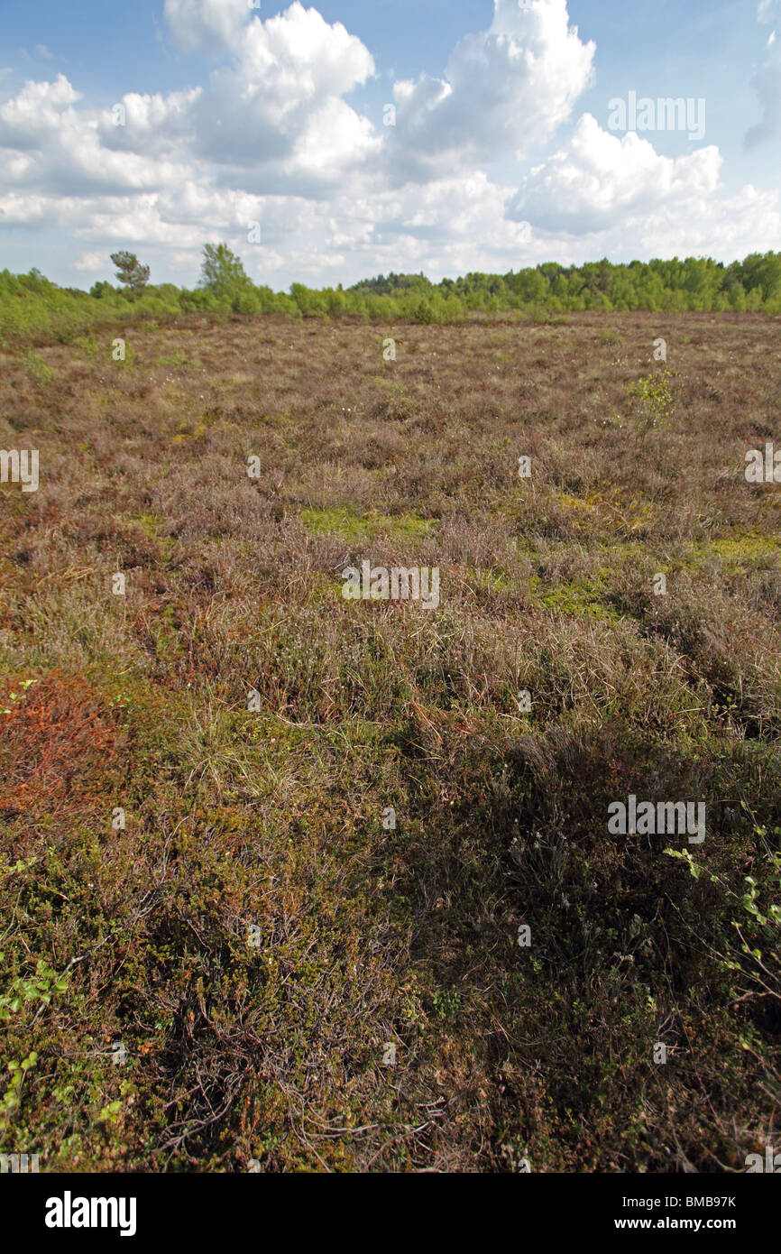 Raised bog - a habitat containing numerous rare insect species. Stock Photo