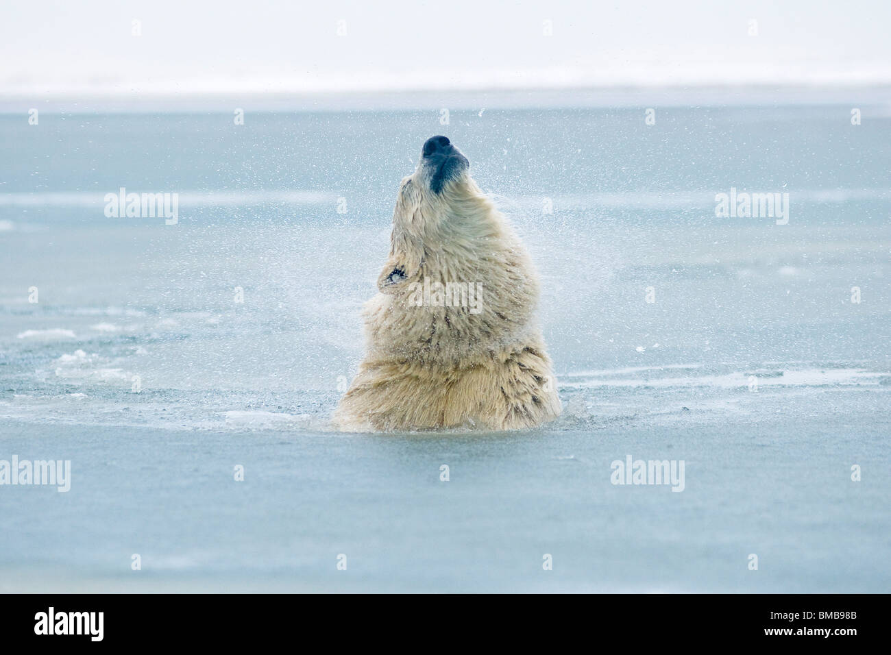 Young male polar bear playing in slushy water, Beaufort Sea, off the Alaskan arctic coast Stock Photo