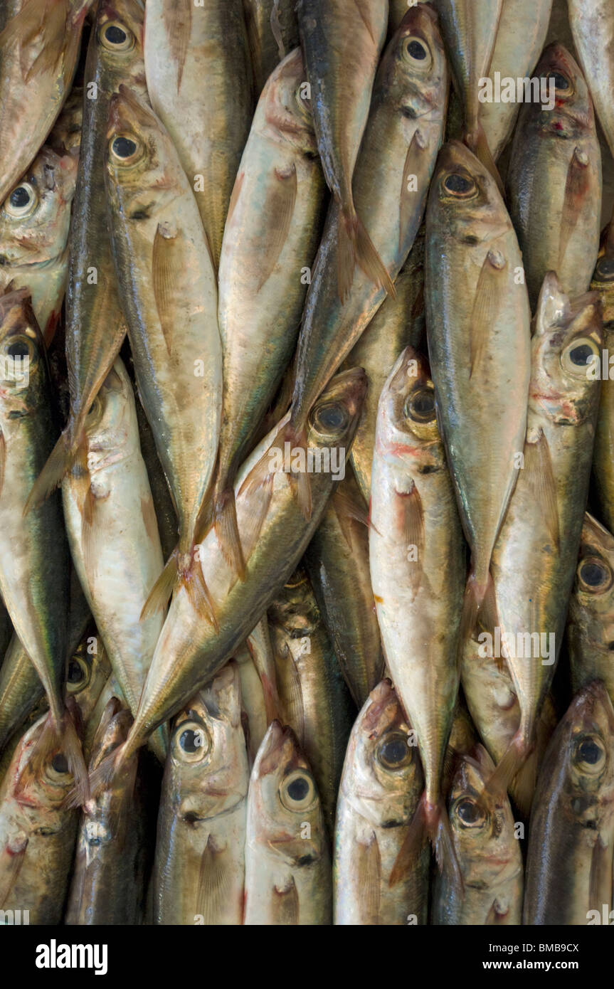 Fresh fish in Mercado dos Lavradores the covered market Funchal, Madeira ,Portugal, EU, Europe Stock Photo