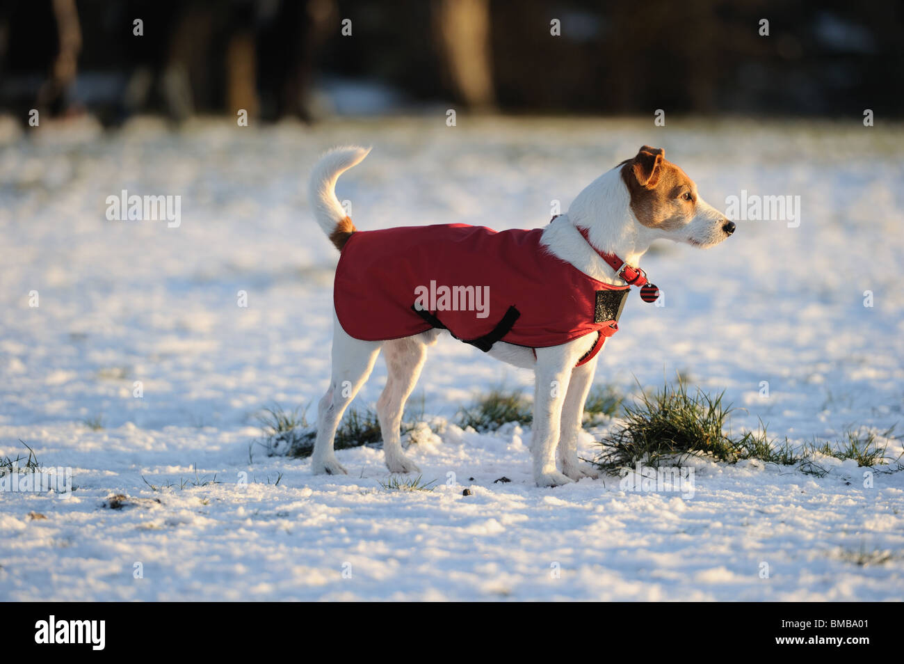 Jack russell jacket hi res stock photography and images Alamy
