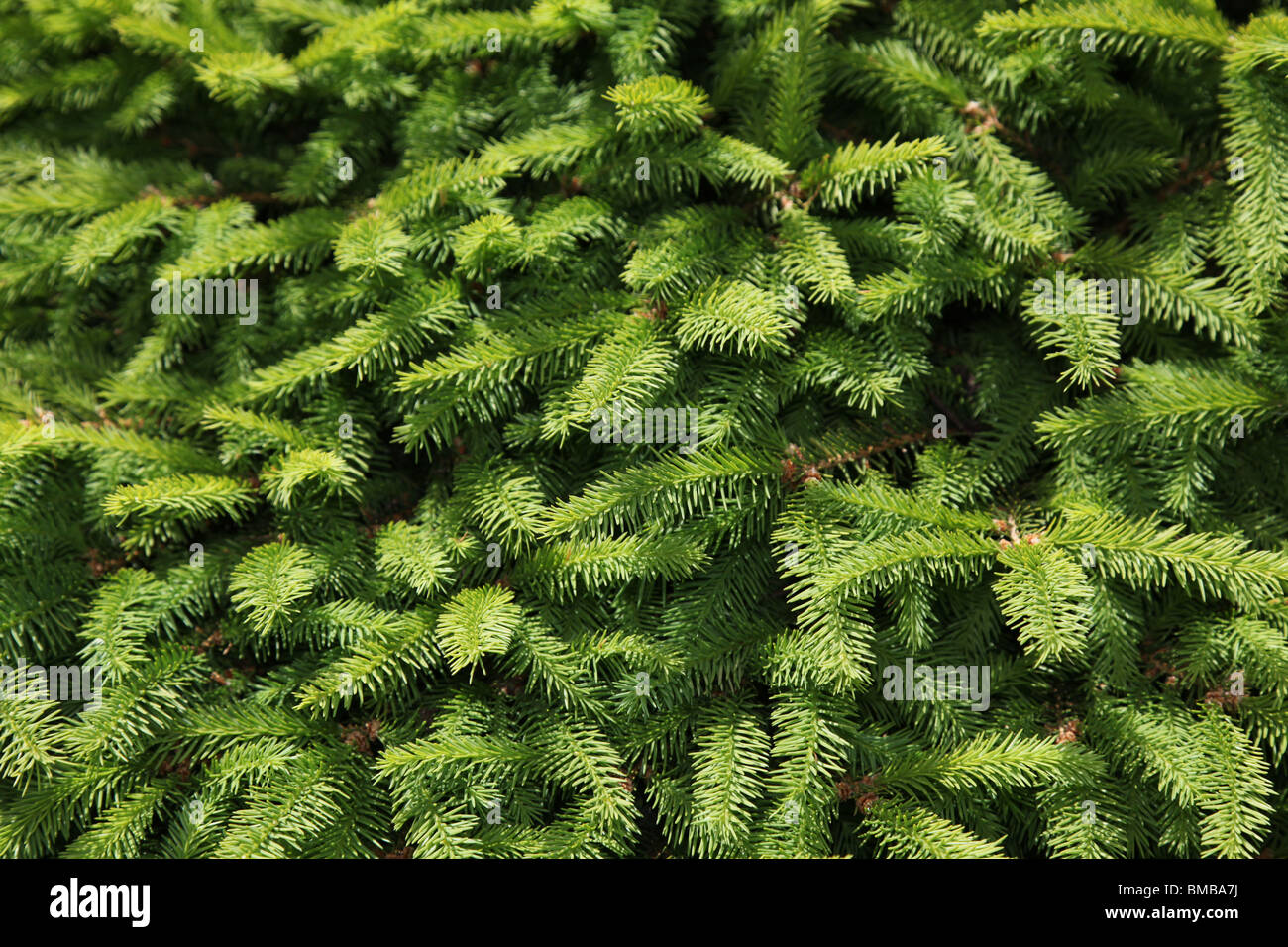 Pine tree close up shot Stock Photo Alamy