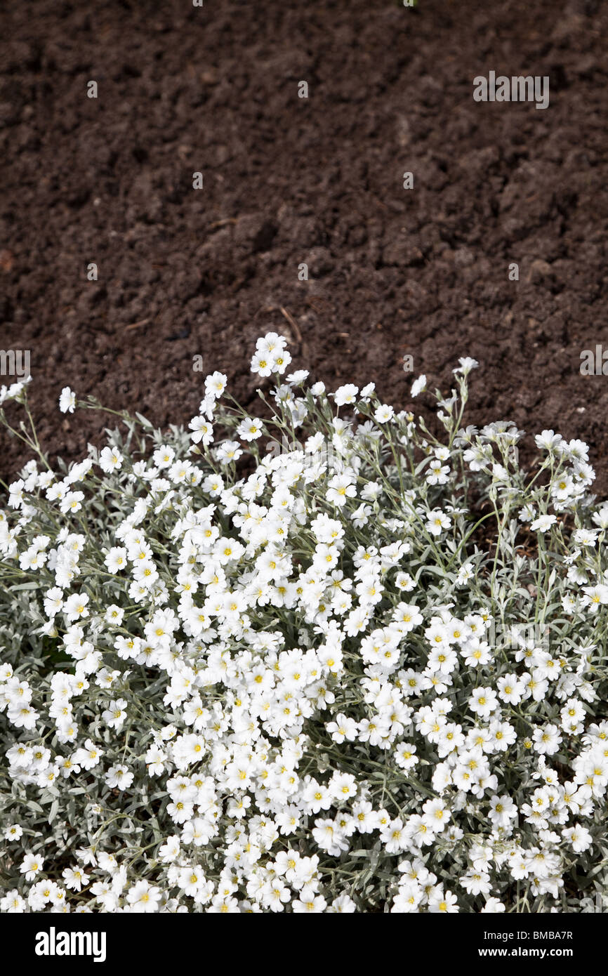 White flower and dirt for background Stock Photo