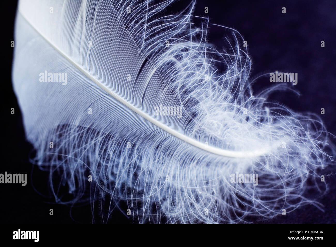 White, downy feather on a black background Stock Photo Alamy