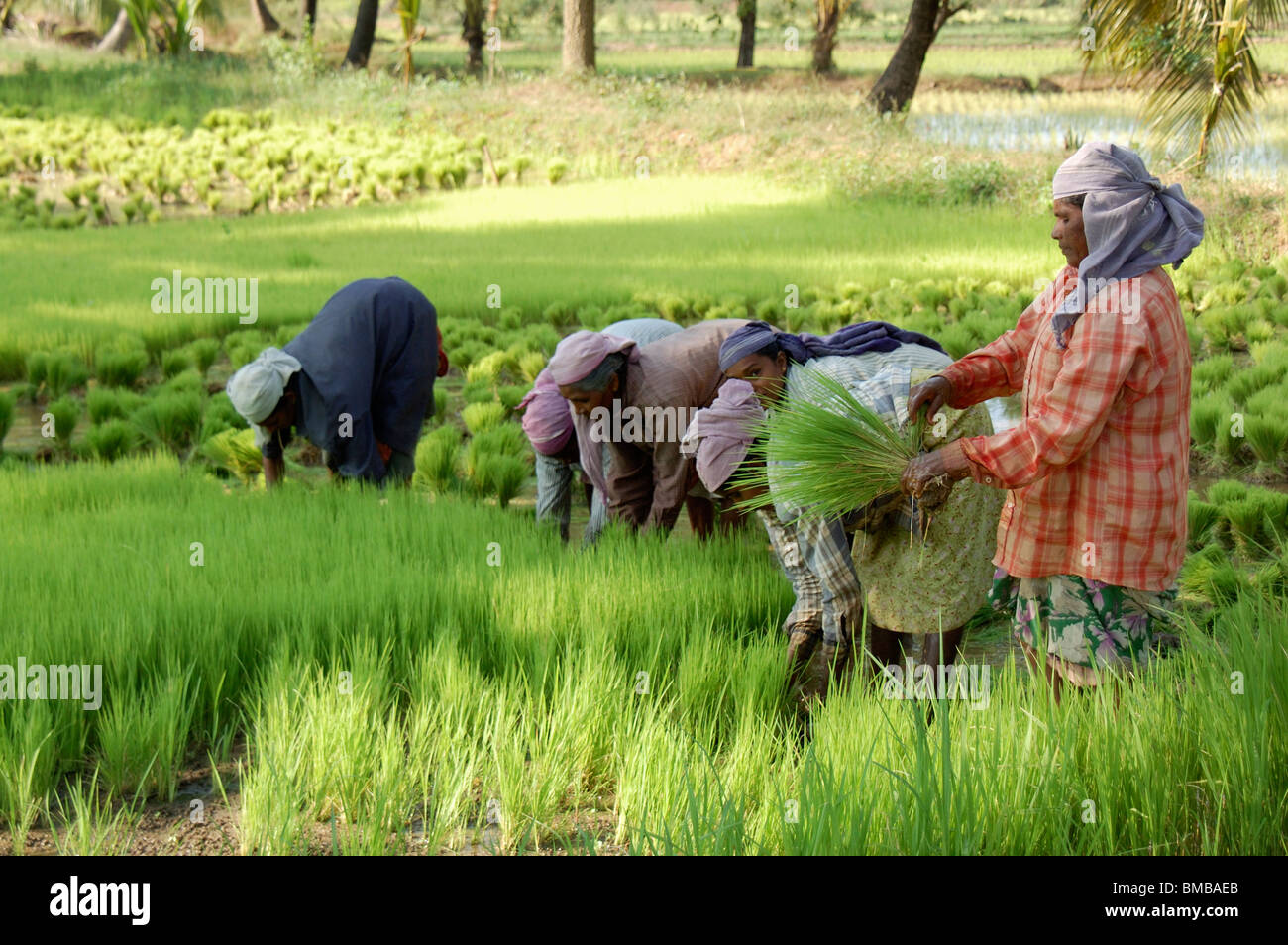 women agriculture workers in paddy fields,palakad,kerala,india,asia