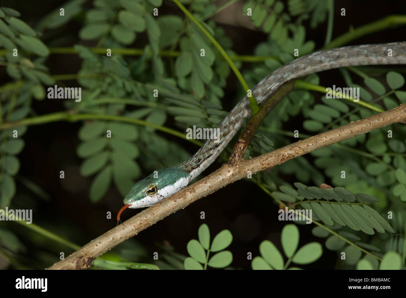 Savanna vine snake ( Theolotornis capensis), Kenya Stock Photo