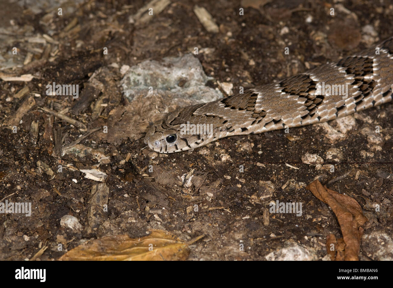 Rhombic night adder ( Causus rhombeatus), Kenya Stock Photo