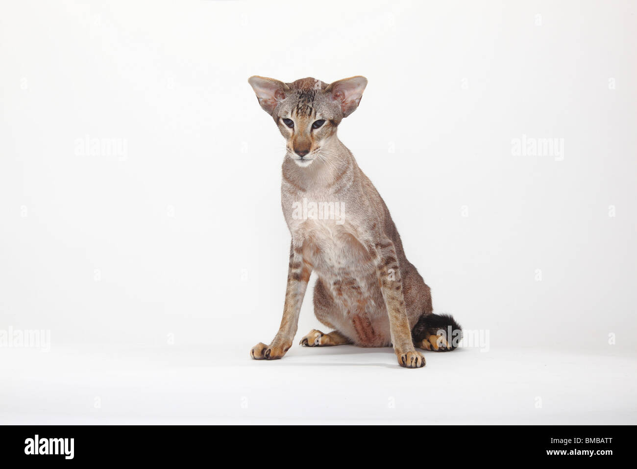 Siamese Cat, tomcat, seal-tabby-point Stock Photo