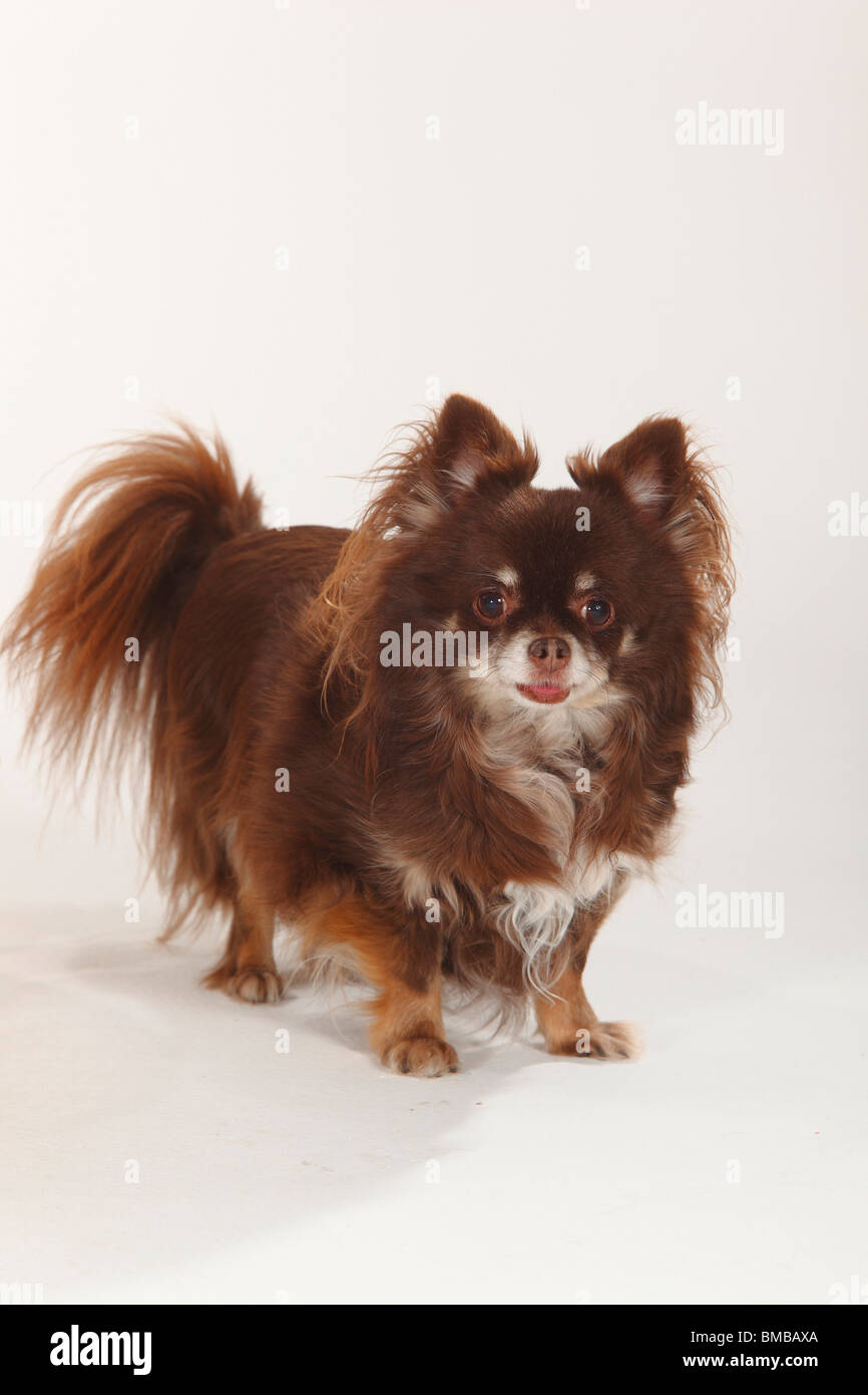 Chihuahua, longhaired Stock Photo