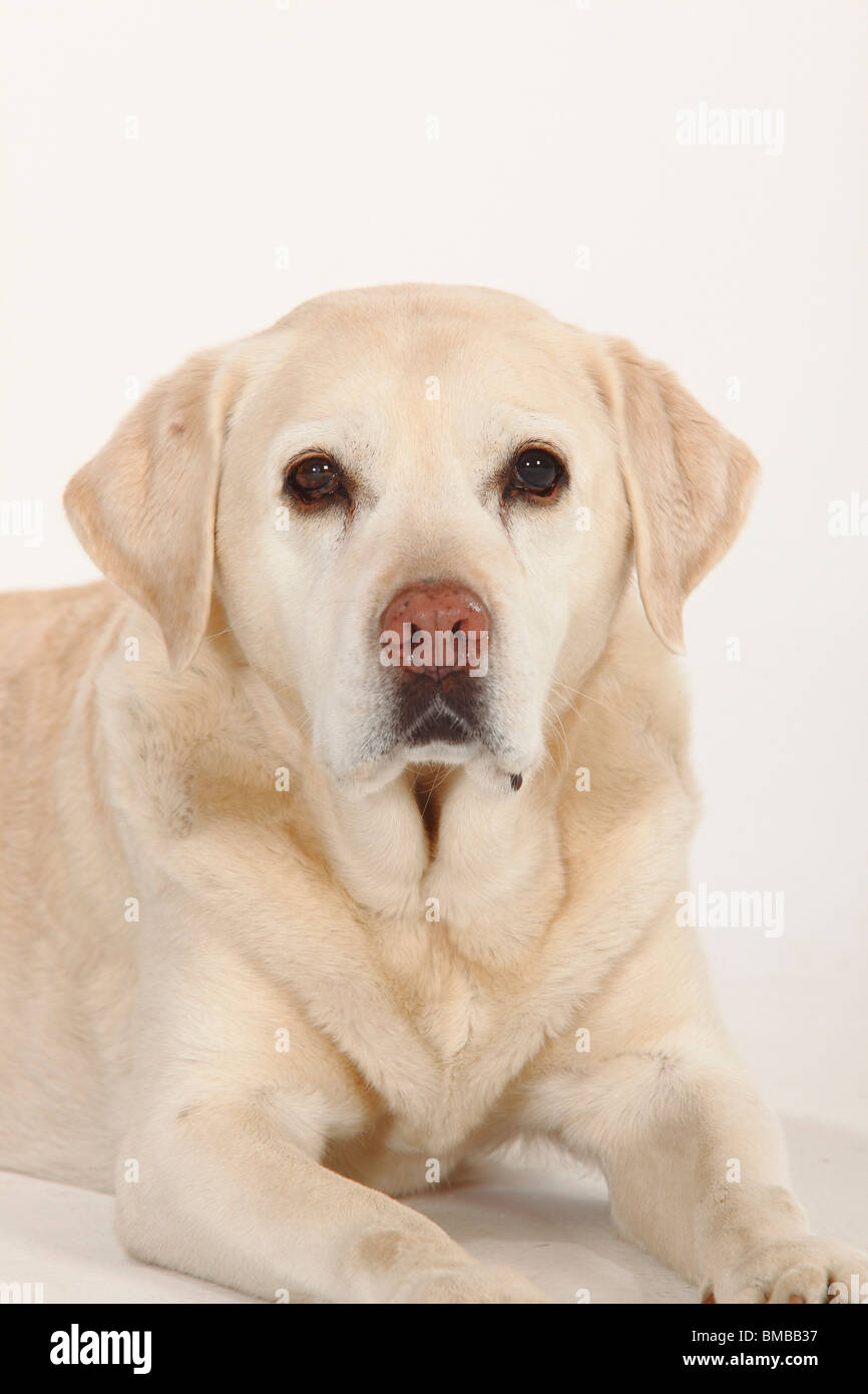 Labrador Retriever, 12 years old Stock Photo