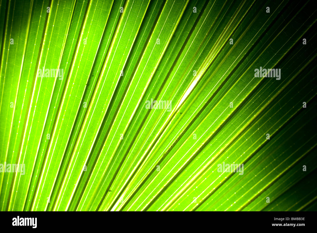 Palm tree leaf abstract background,in english is called Japanese Banana