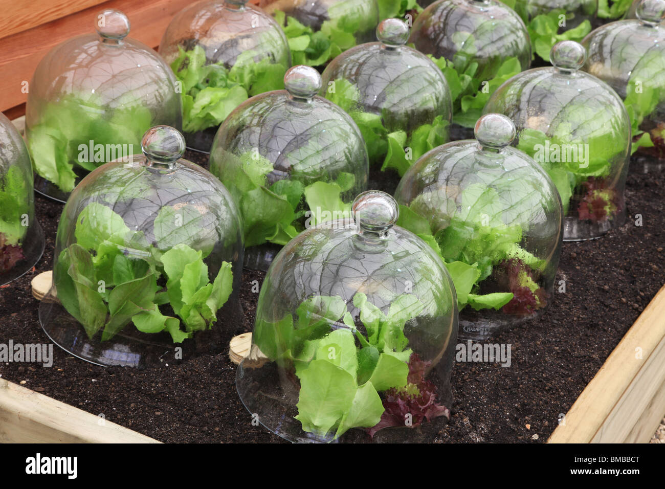 lettuce growing under cloches Stock Photo