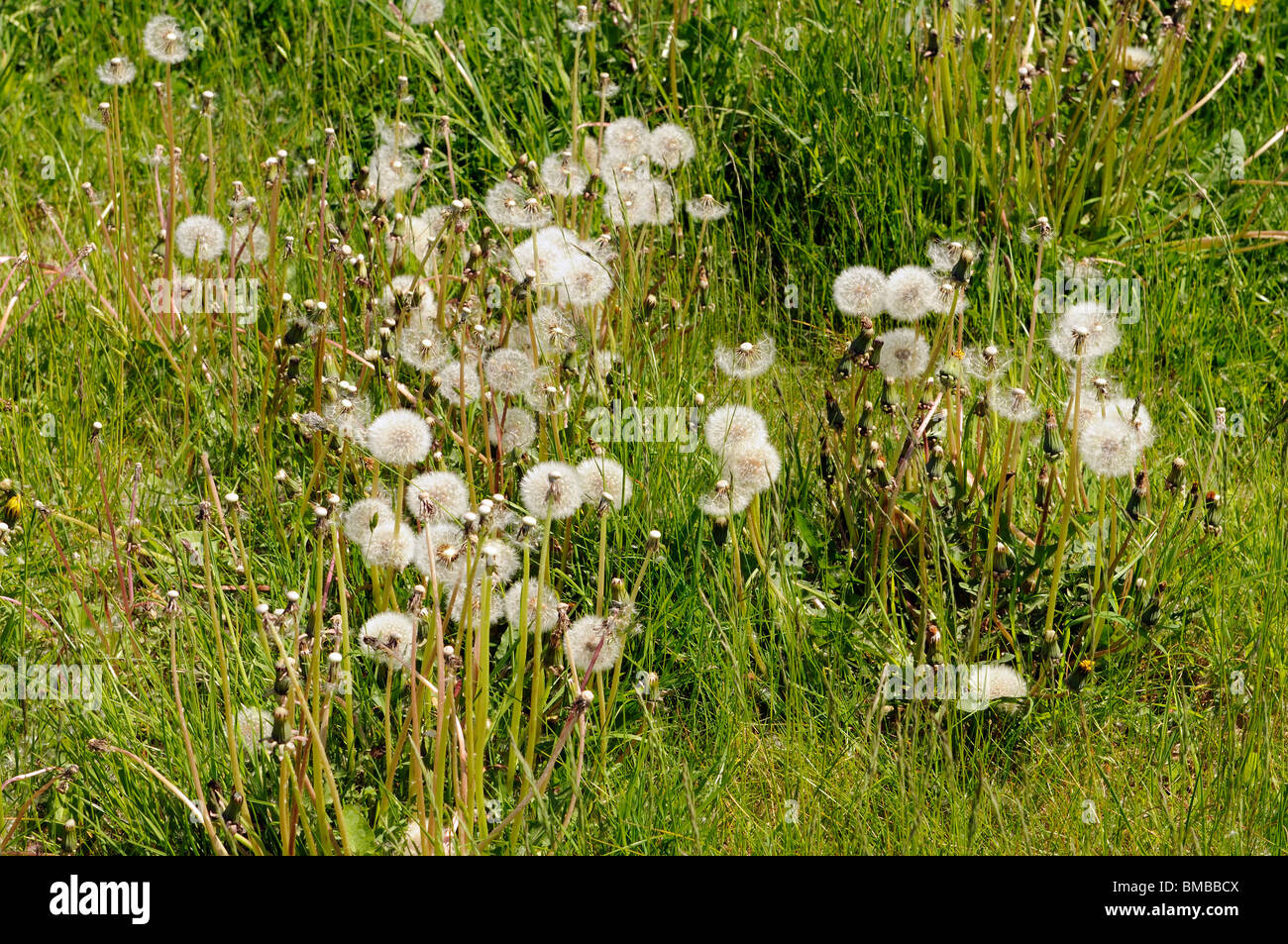 Dandelion plants and seed pods grow in a grass field Stock Photo