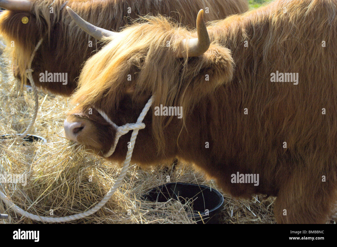 Highland Cattle Society