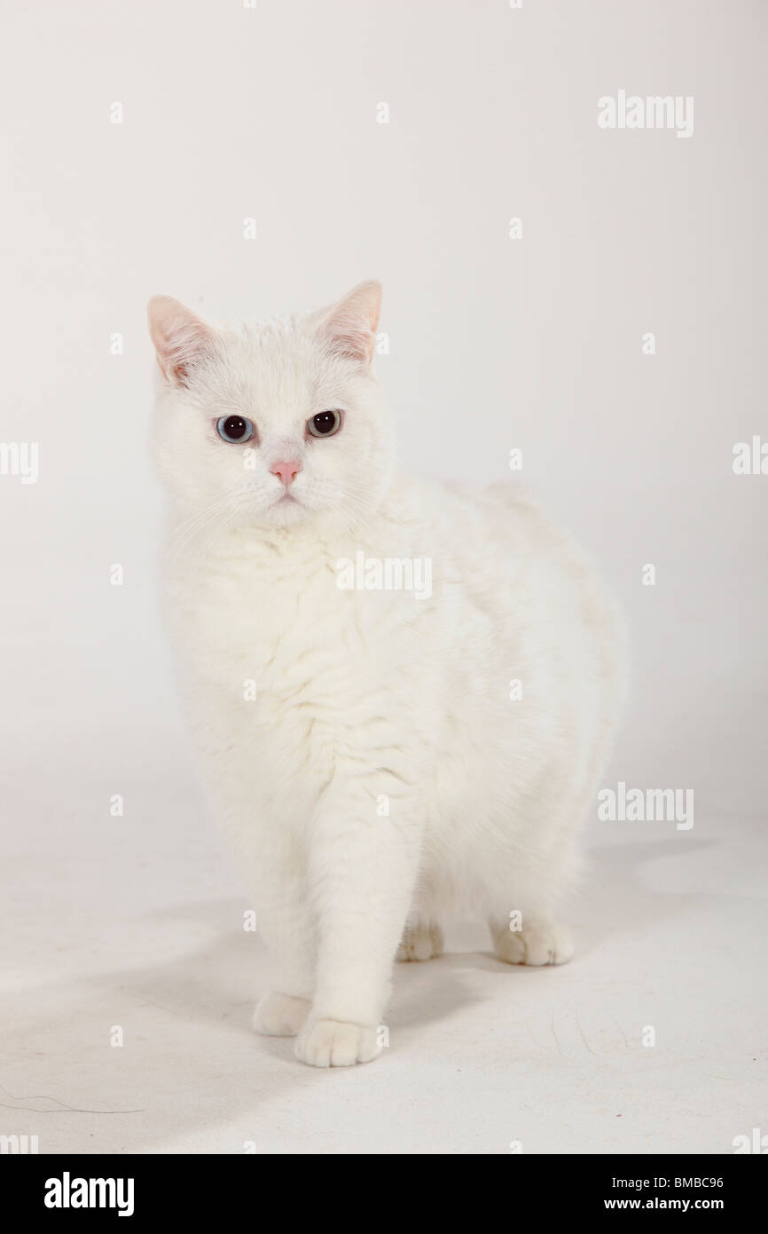 British Shorthair Cat, tomcat, white, blue-eyed Stock Photo